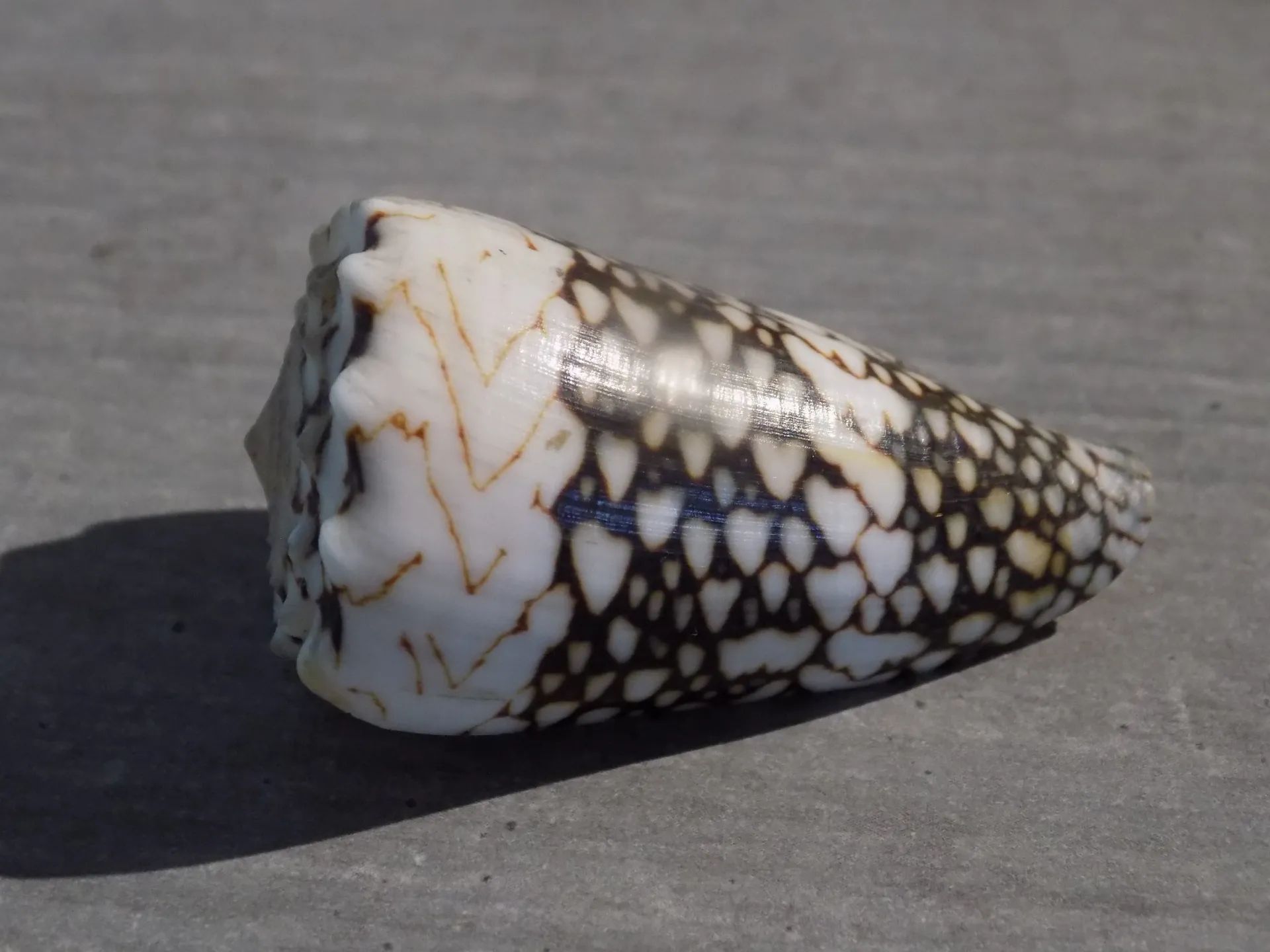 CONIDAE CONUS VIDUA VIDUA