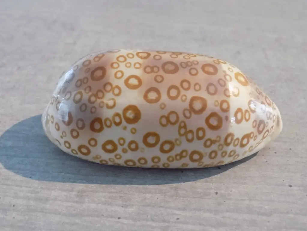CYPRAEA ARESTORIDES ARGUS CONTRASTRIATA XL