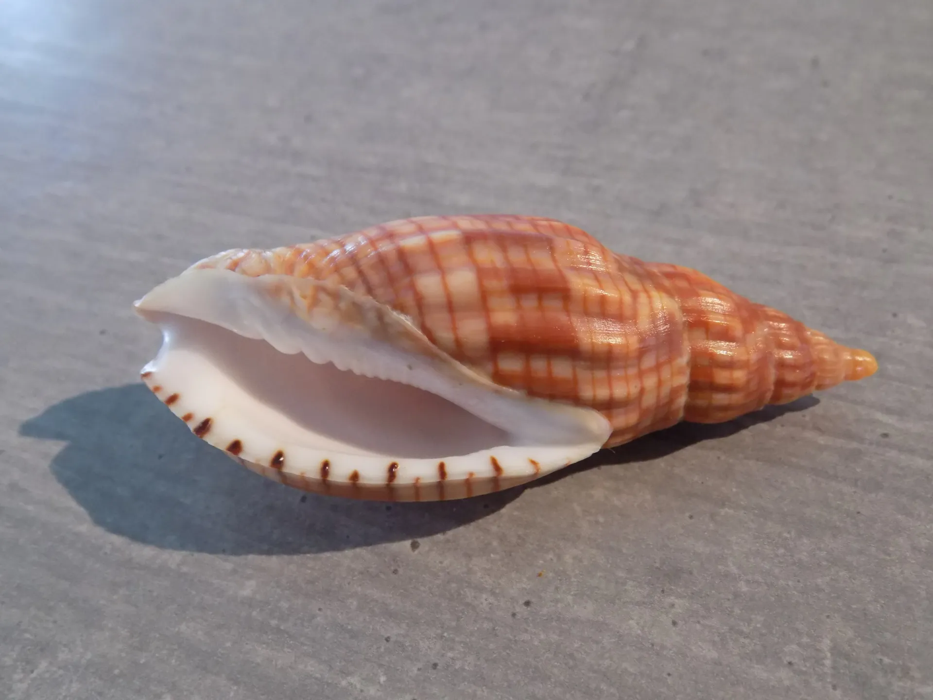 VOLUTIDAE LYRIA CLOVERIANA