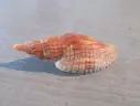 VOLUTIDAE LYRIA CLOVERIANA