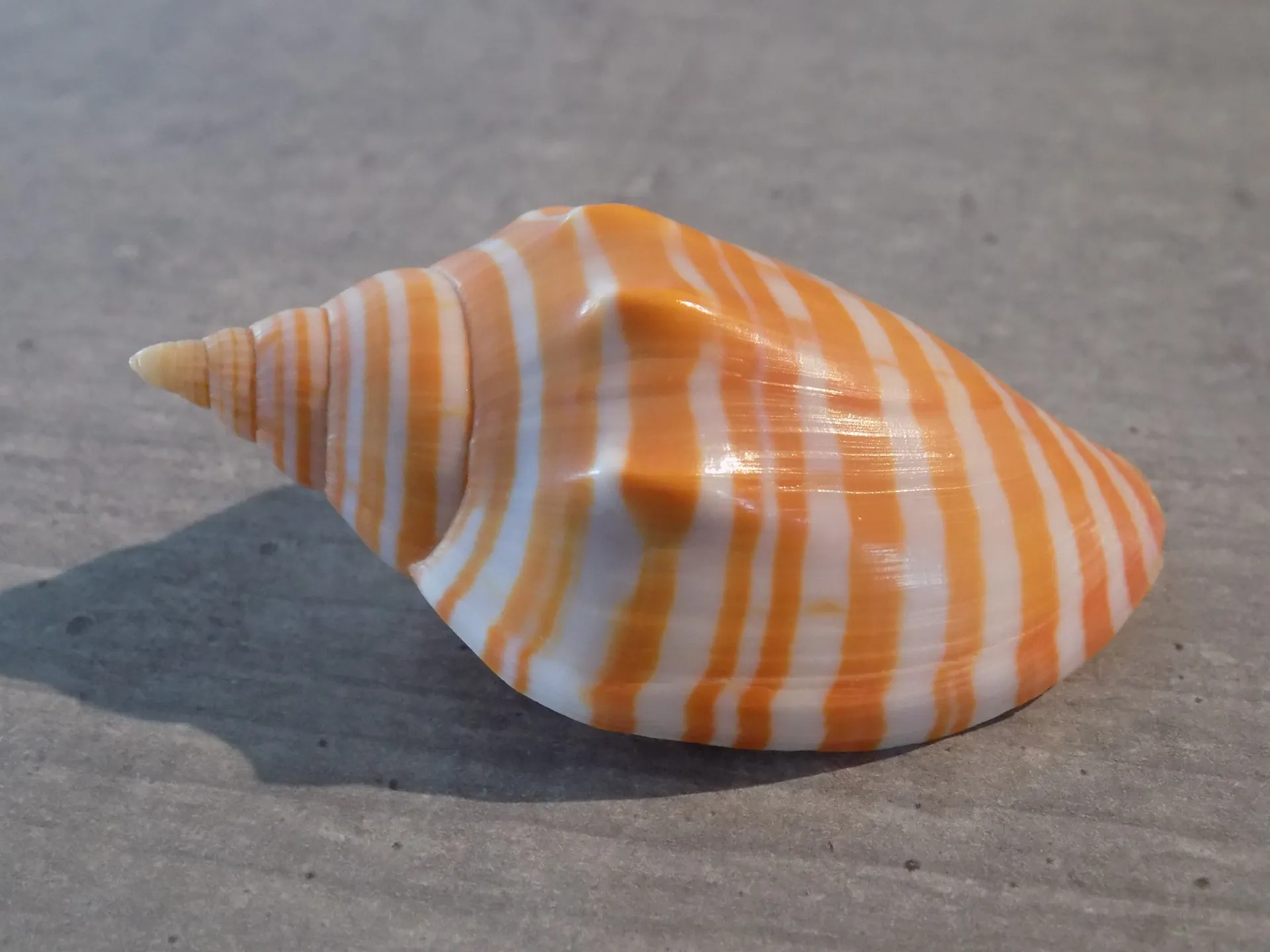 VOLUTIDAE HARPULINA ARAUSIACA VEXILLUM