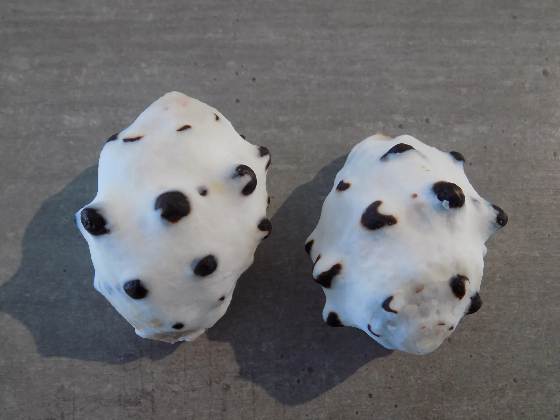 MURICIDAE MENATHAIS BIMACULATA