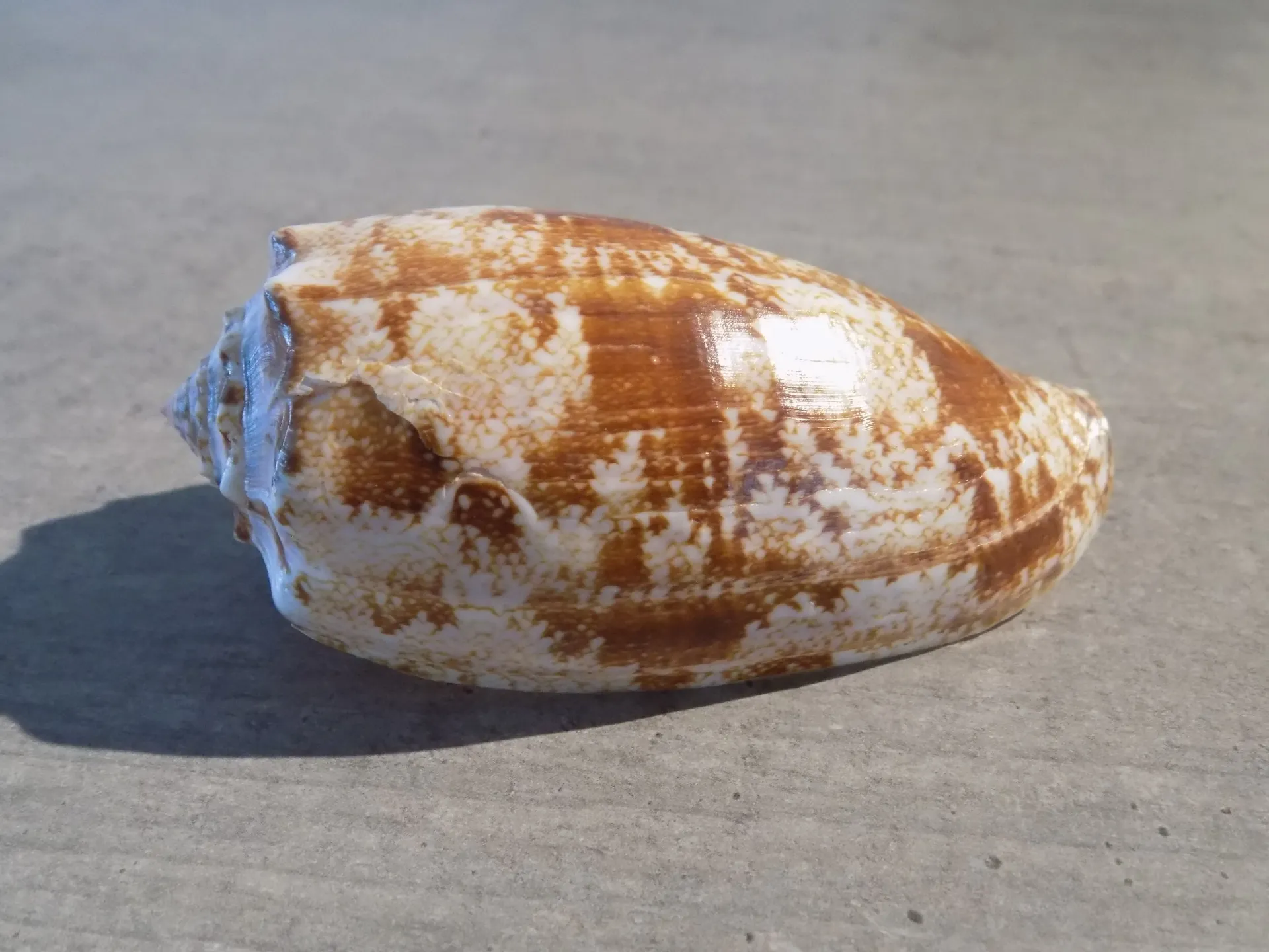 CONIDAE GASTRIDIUM GEOGRAPHUS