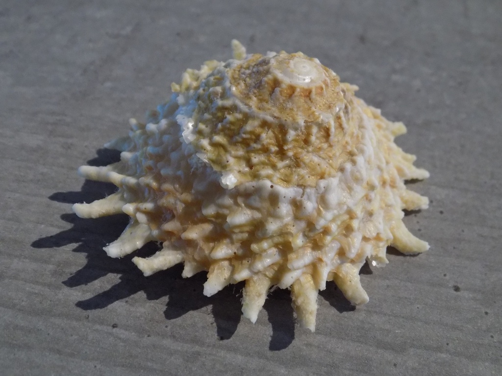TURBINIDAE LITHOPOMA PHOEBIUM