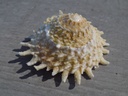 TURBINIDAE LITHOPOMA PHOEBIUM