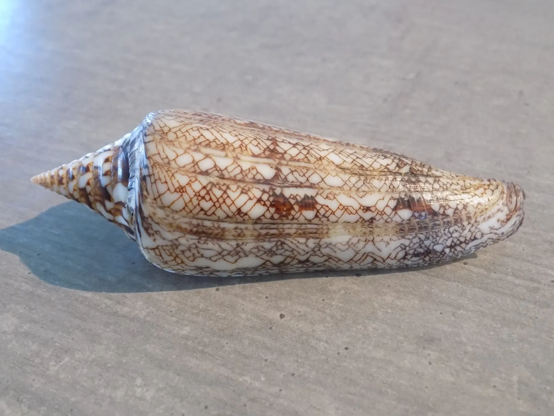 CONIDAE CYLINDER BENGALENSIS