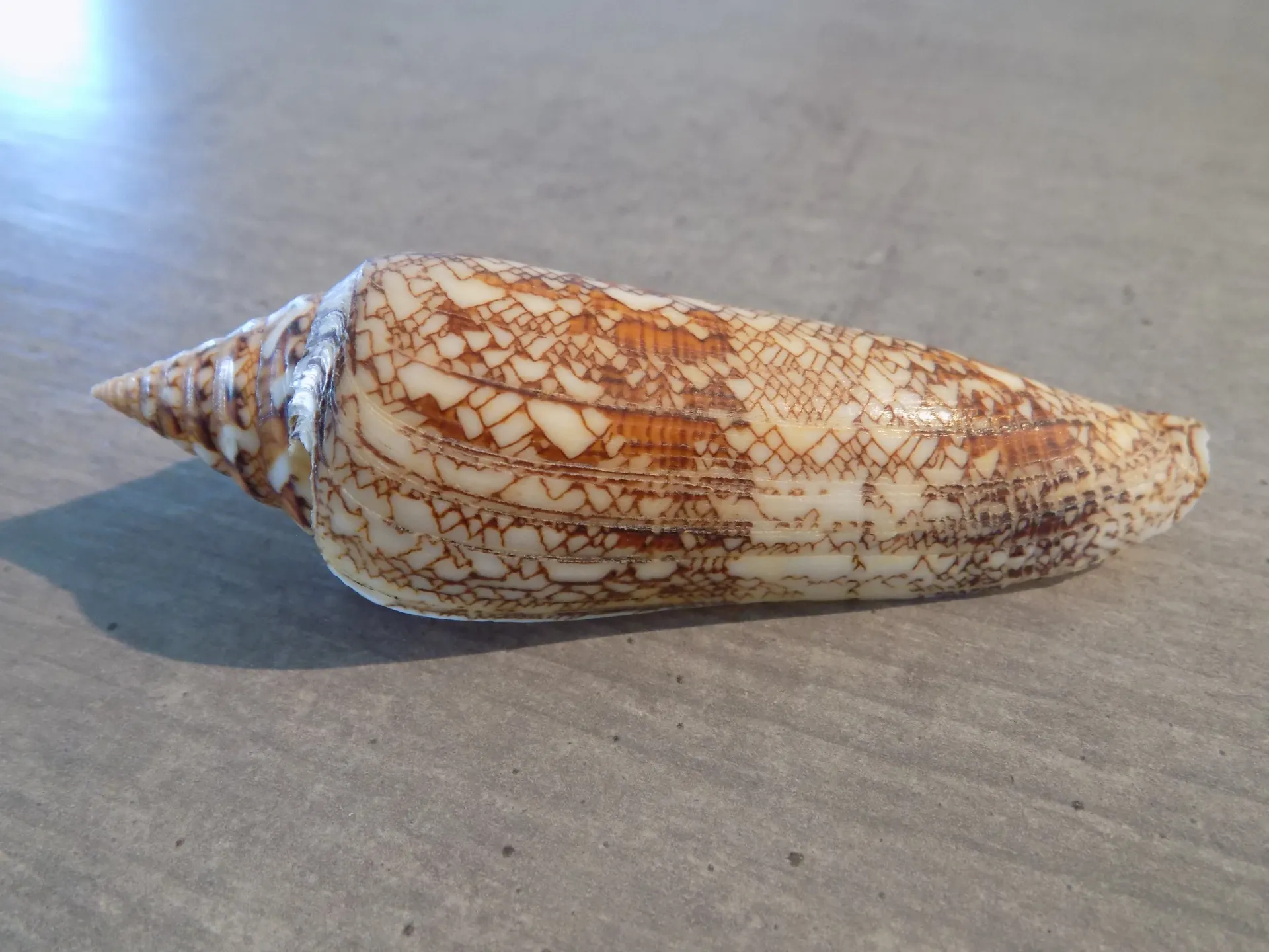 CONIDAE CYLINDER BENBALENSIS