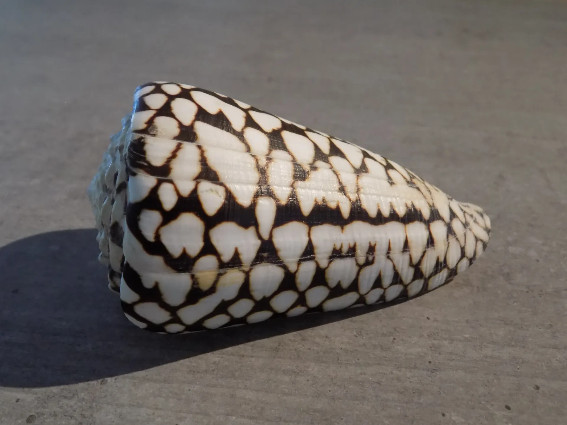 CONIDAE CONUS MARMOREUS XL