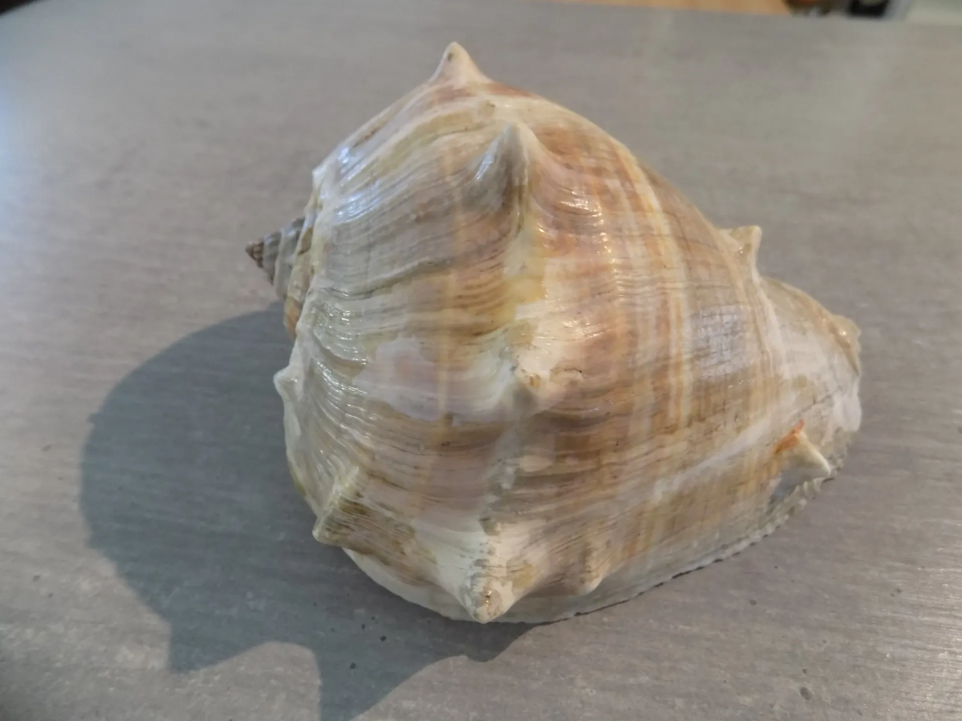 MELONGENIDAE MELONGENA MELONGENA