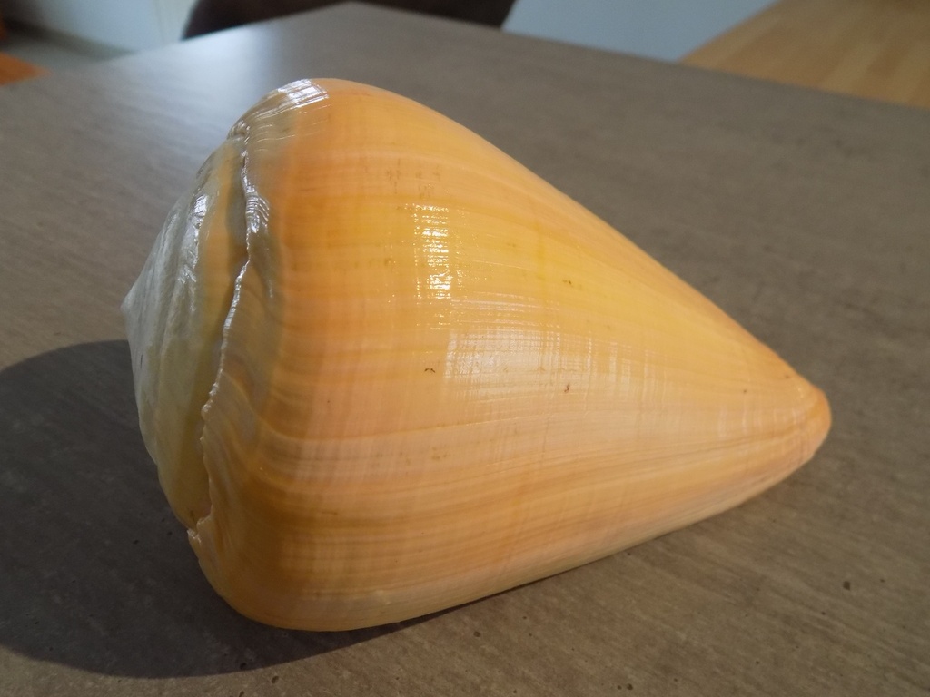 CONIDAE CONUS BETULINUS