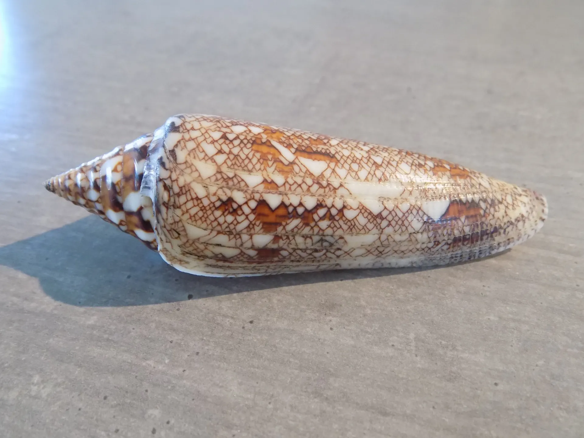 CONIDAE CYLINDER BENGALENSIS