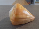CONIDAE DENDROCONUS BETULINUS