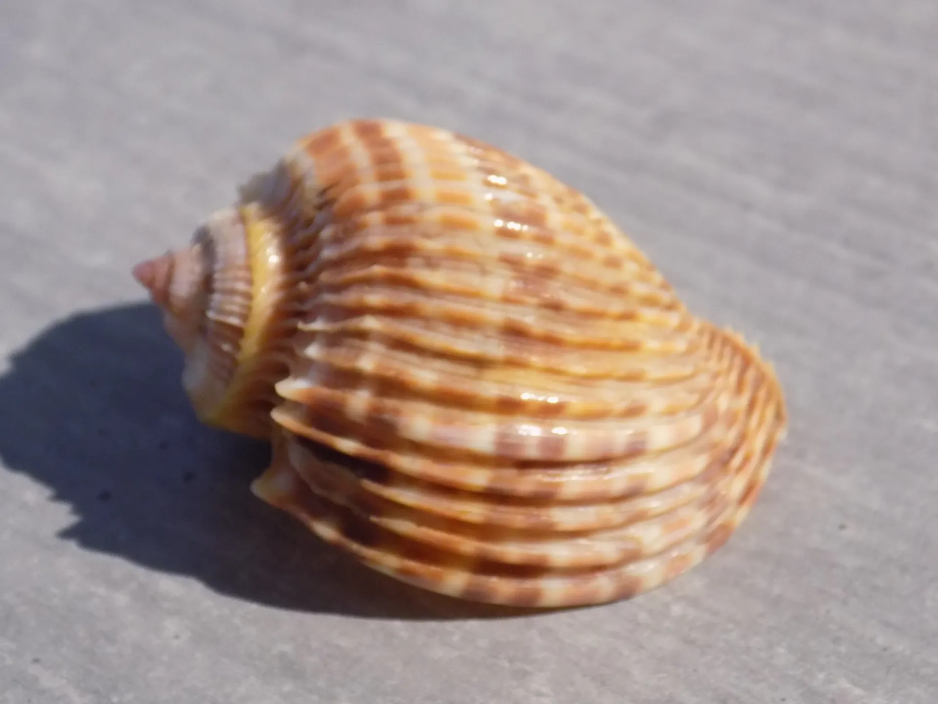 HARPIDAE HARPA COSTATA XS