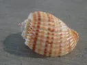 HARPIDAE HARPA COSTATA