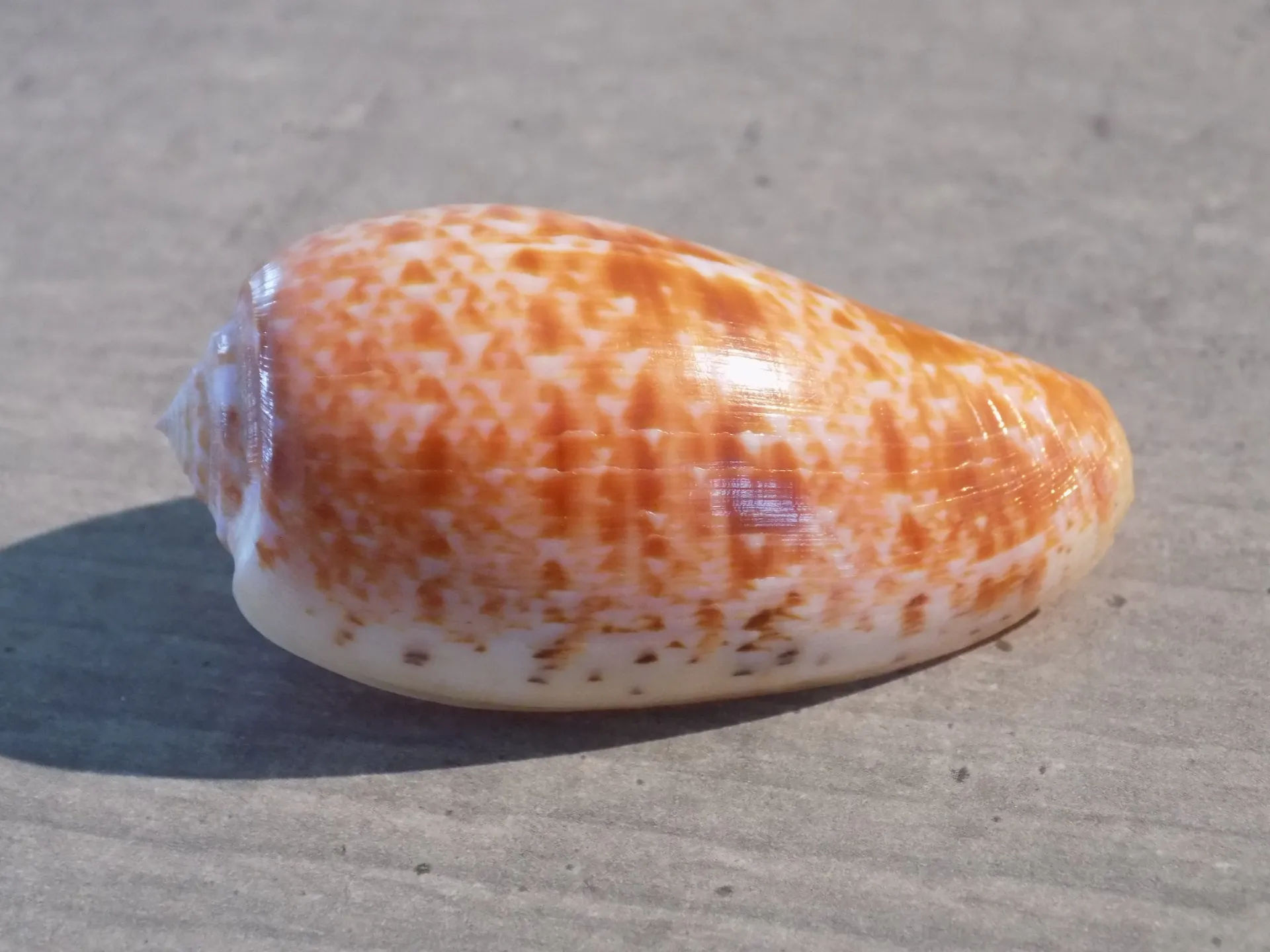 CONIDAE TEXTILIA BULLATUS