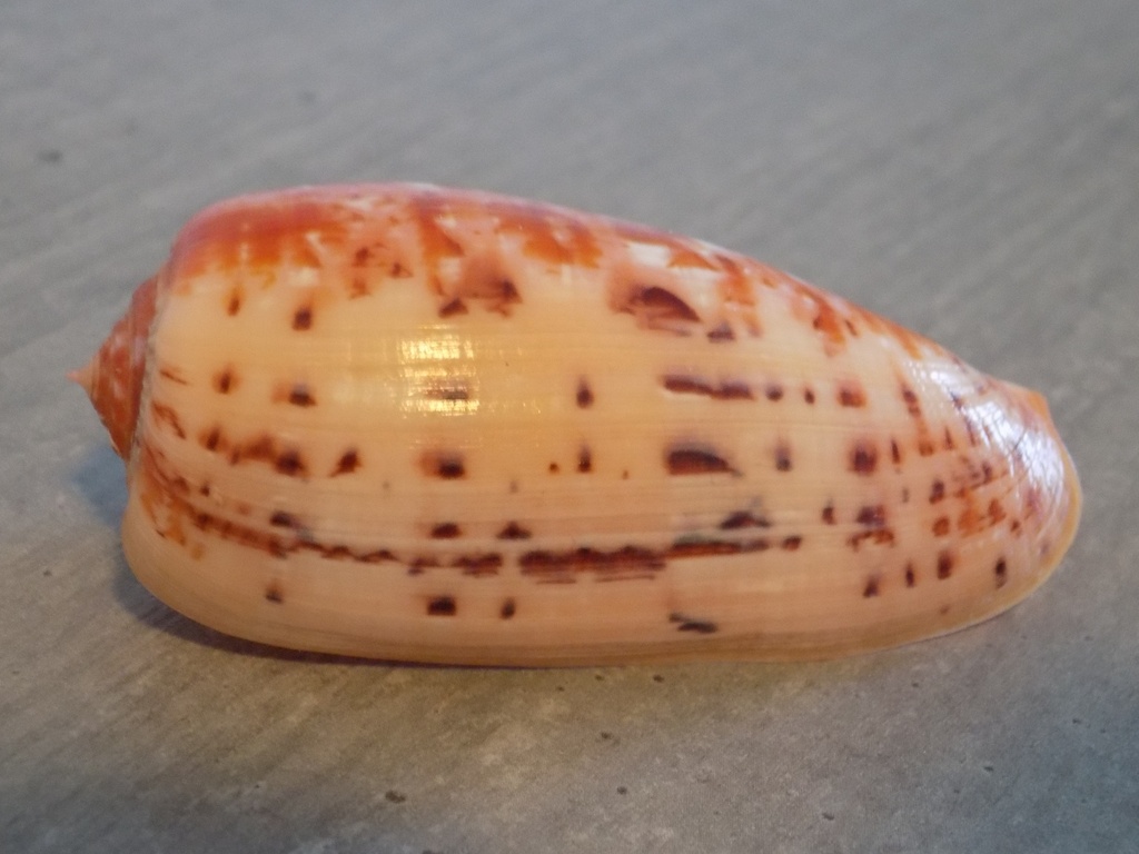 CONIDAE TEXTILIA BULLATUS