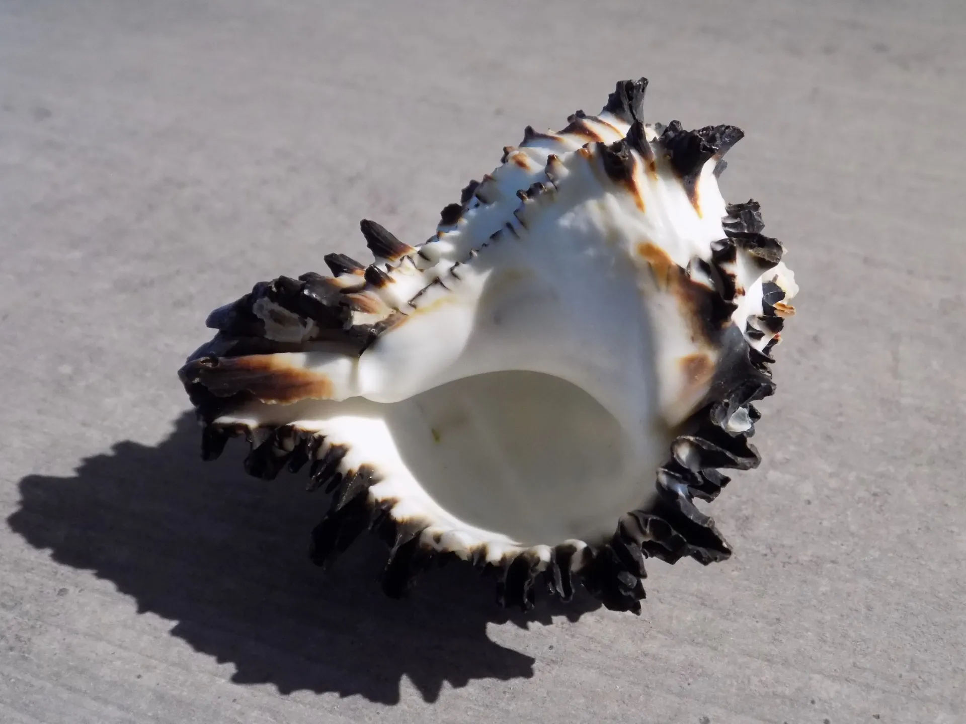 MURICIDAE HEXAPLEX NIGRITUS