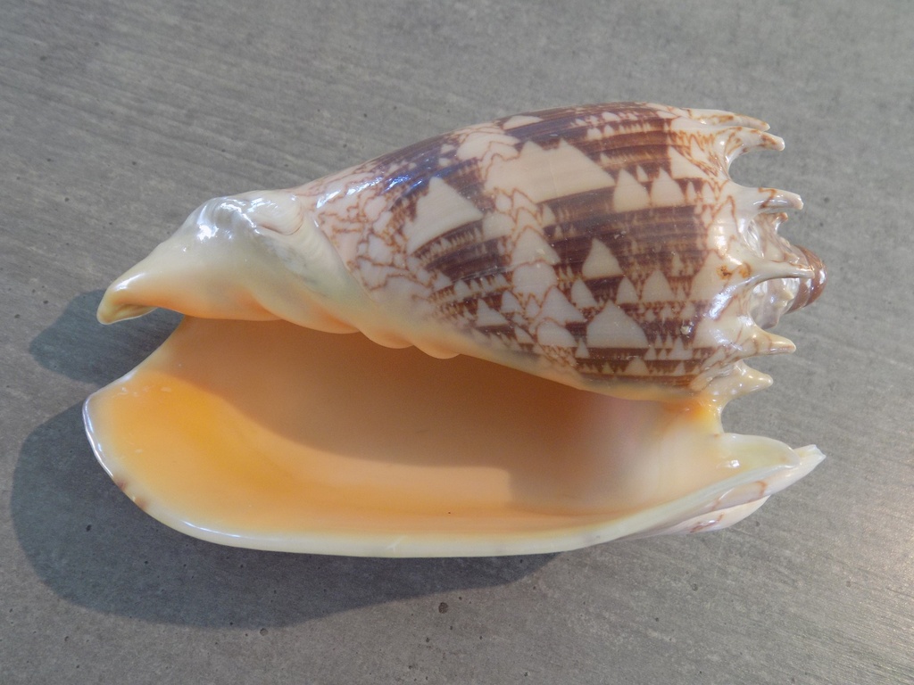 VOLUTIDAE CYMBIOLA IMPERIALIS XS