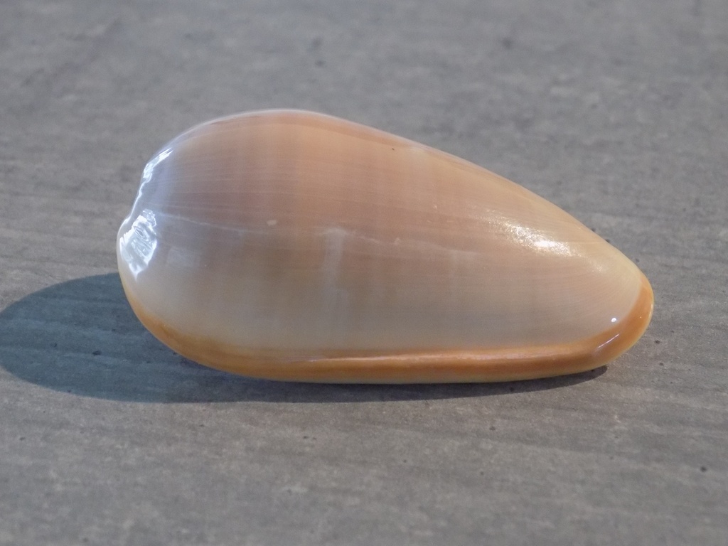 MARGINELLIDAE MARGINELLA BULLATA BULLATA