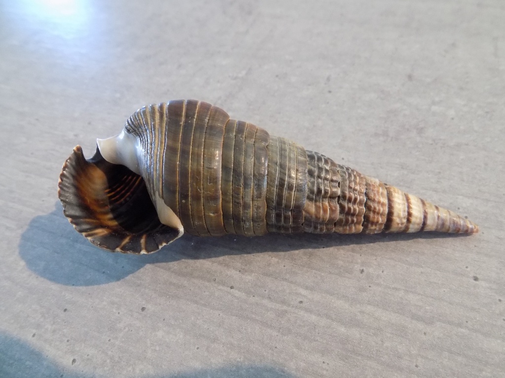POTAMIDIDAE TEREBRALIA PALUSTRIS