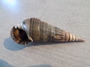 POTAMIDIDAE TEREBRALIA PALUSTRIS