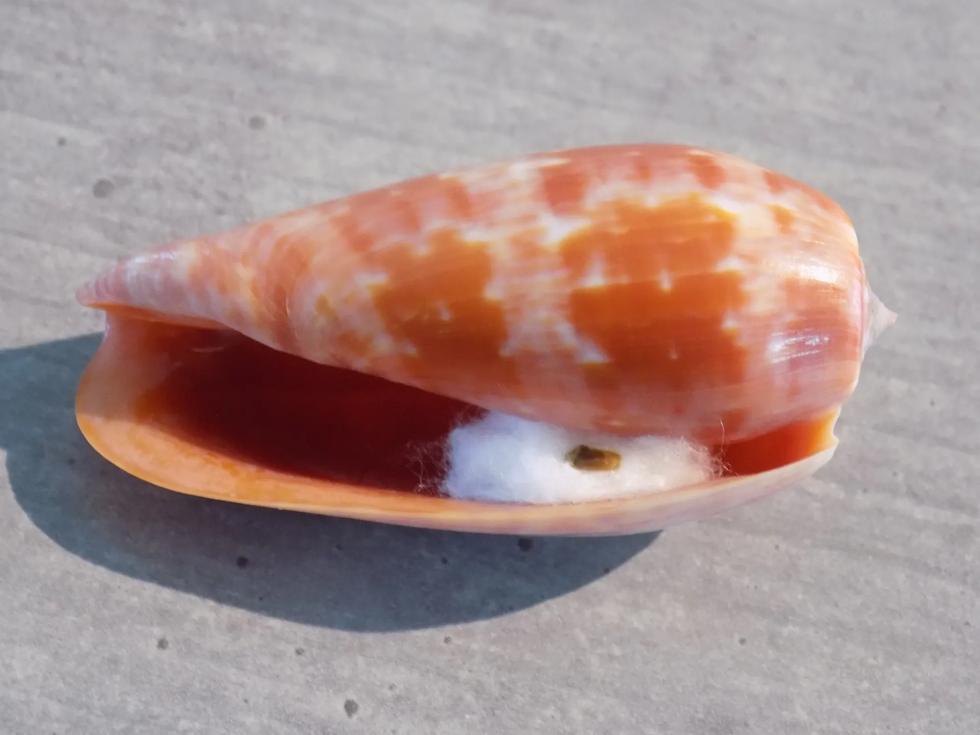 CONIDAE TEXTILIA BULLATUS PONGO