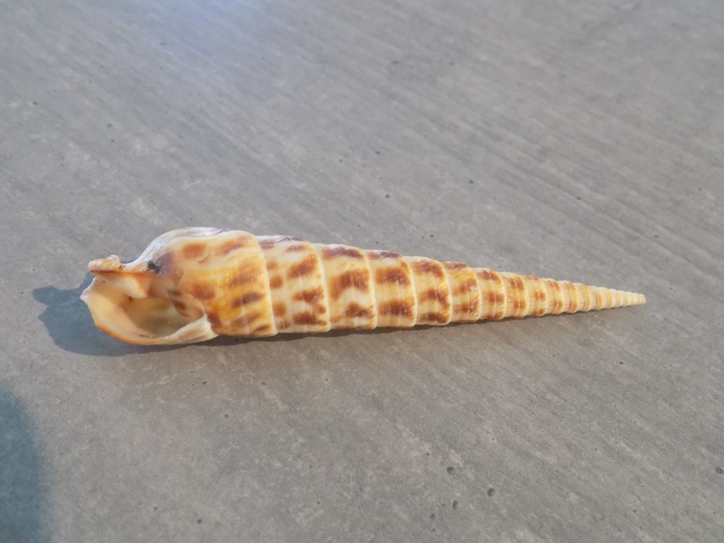 TEREBRIDAE TEREBRA TAURINA