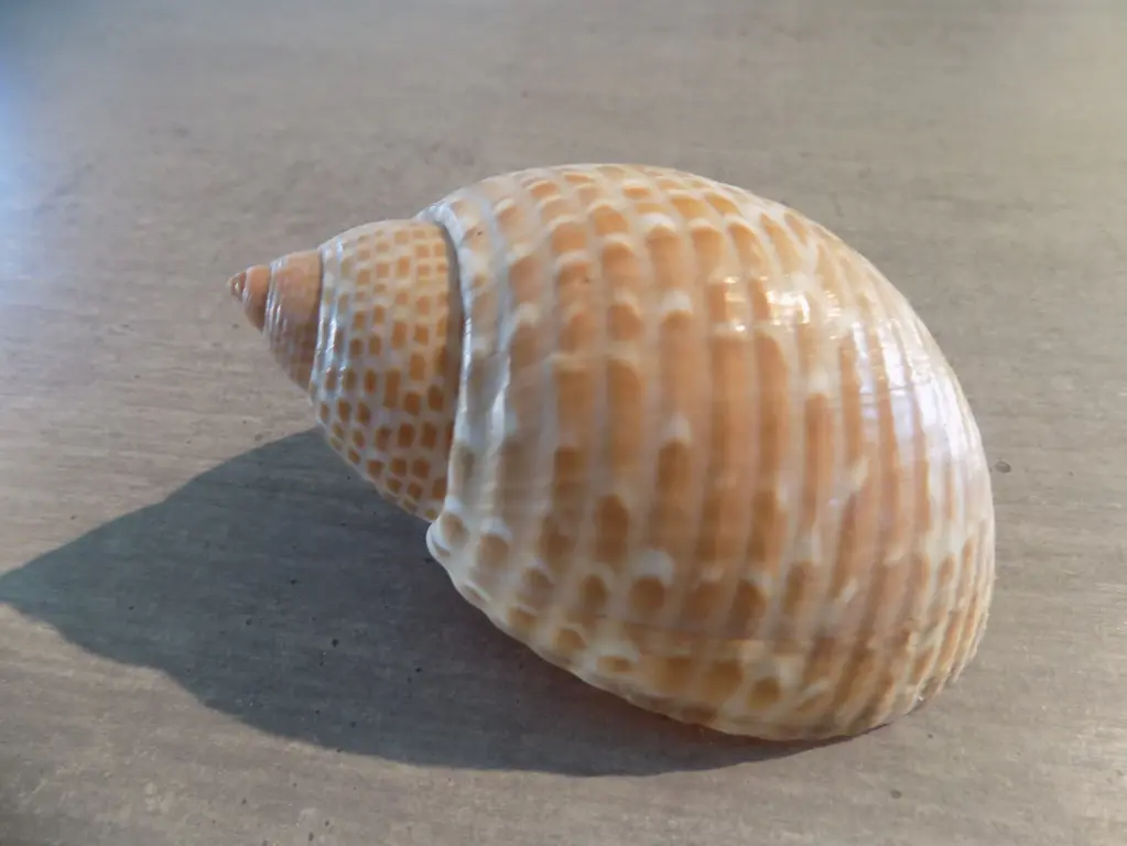 TONNIDAE TONNA PERDRIX