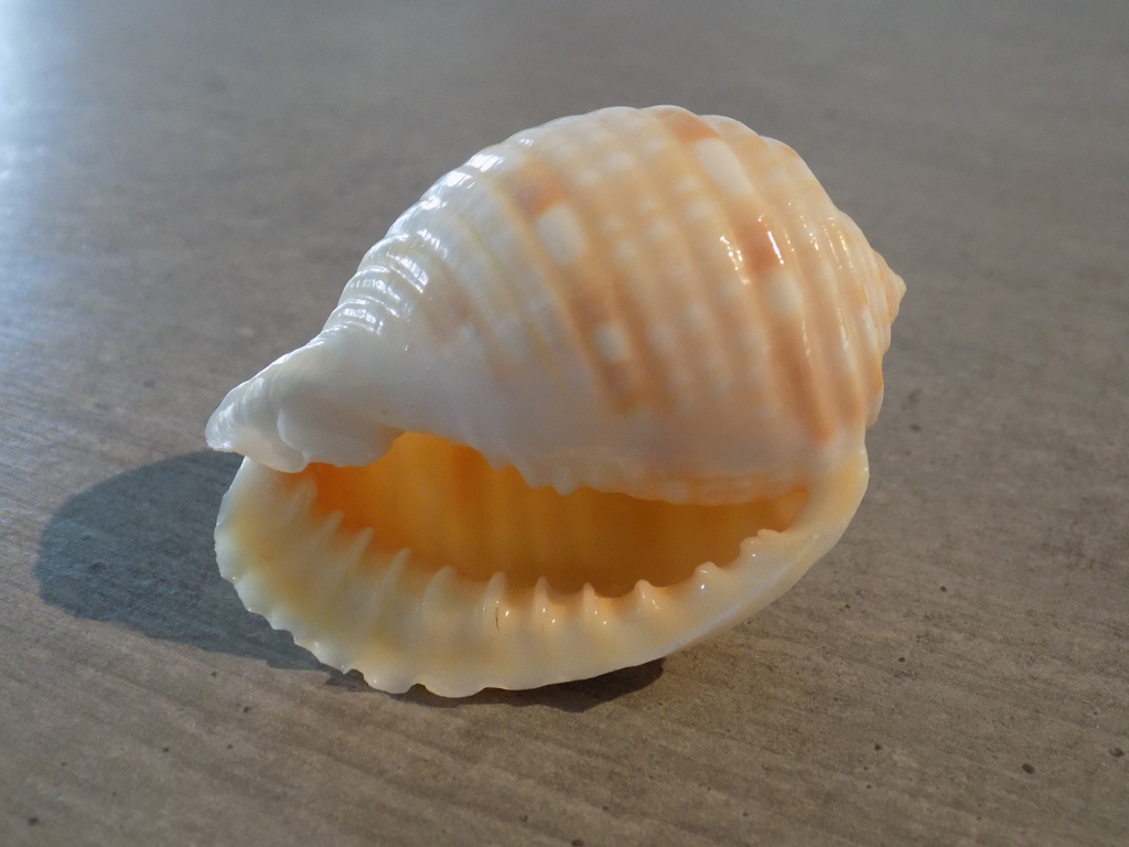 TONNIDAE MALEA POMUM XL