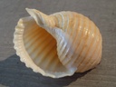 TONNIDAE TONNA ALLIUM
