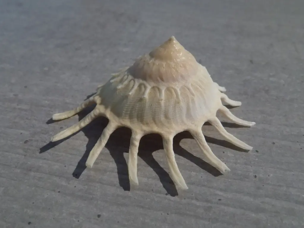 XENOPHORIDAE STELLARIA SOLARIS