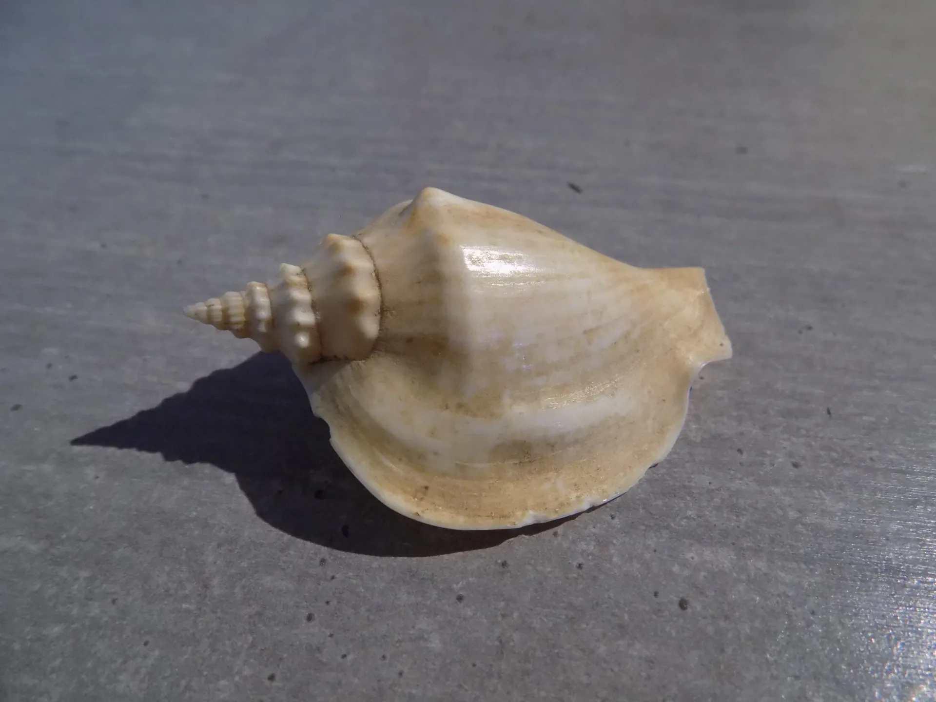 STROMBIDAE LABIOSTROMBUS EPIDROMIS