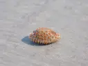 OVULIDAE JENNERIA PUSTULATA