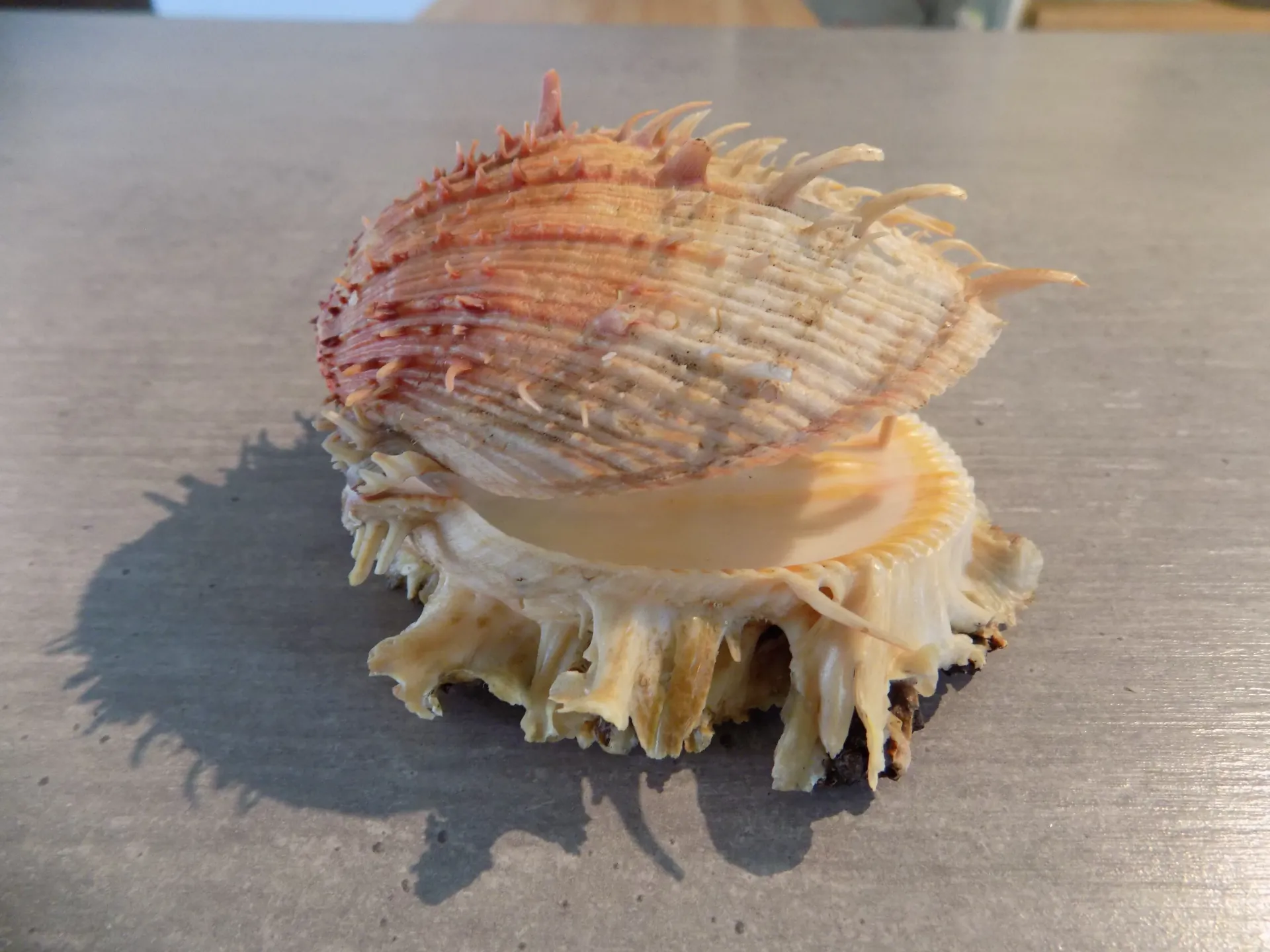 SPONDYLIDAE SPONDYLUS AMERICANUS XL