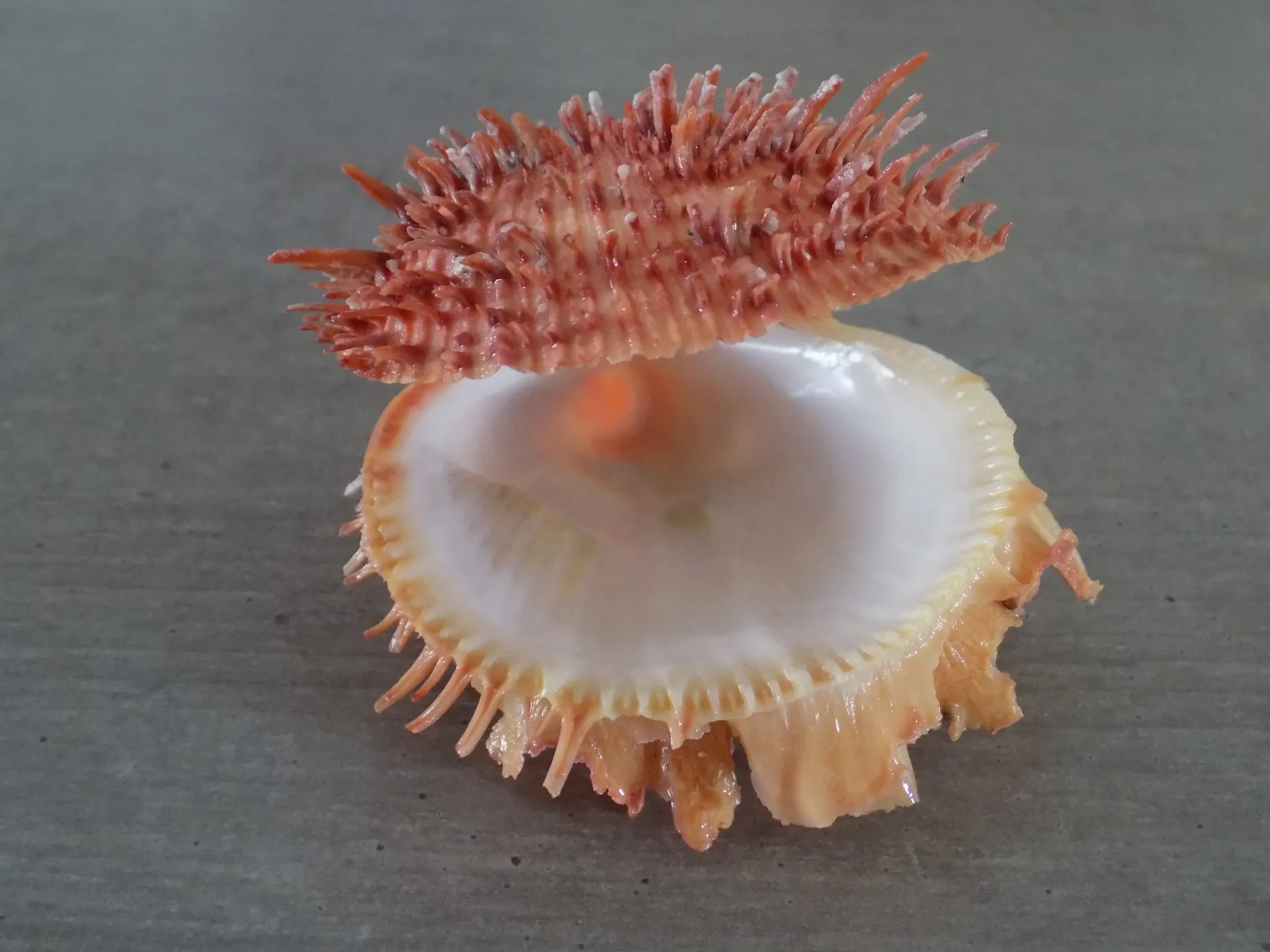 SPONDYLIDAE SPONDYLUS AMERICANUS