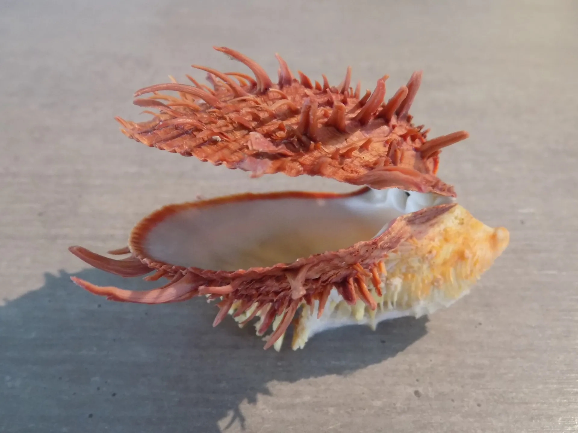 SPONDYLIDAE SPONDYLUS AMERICANUS