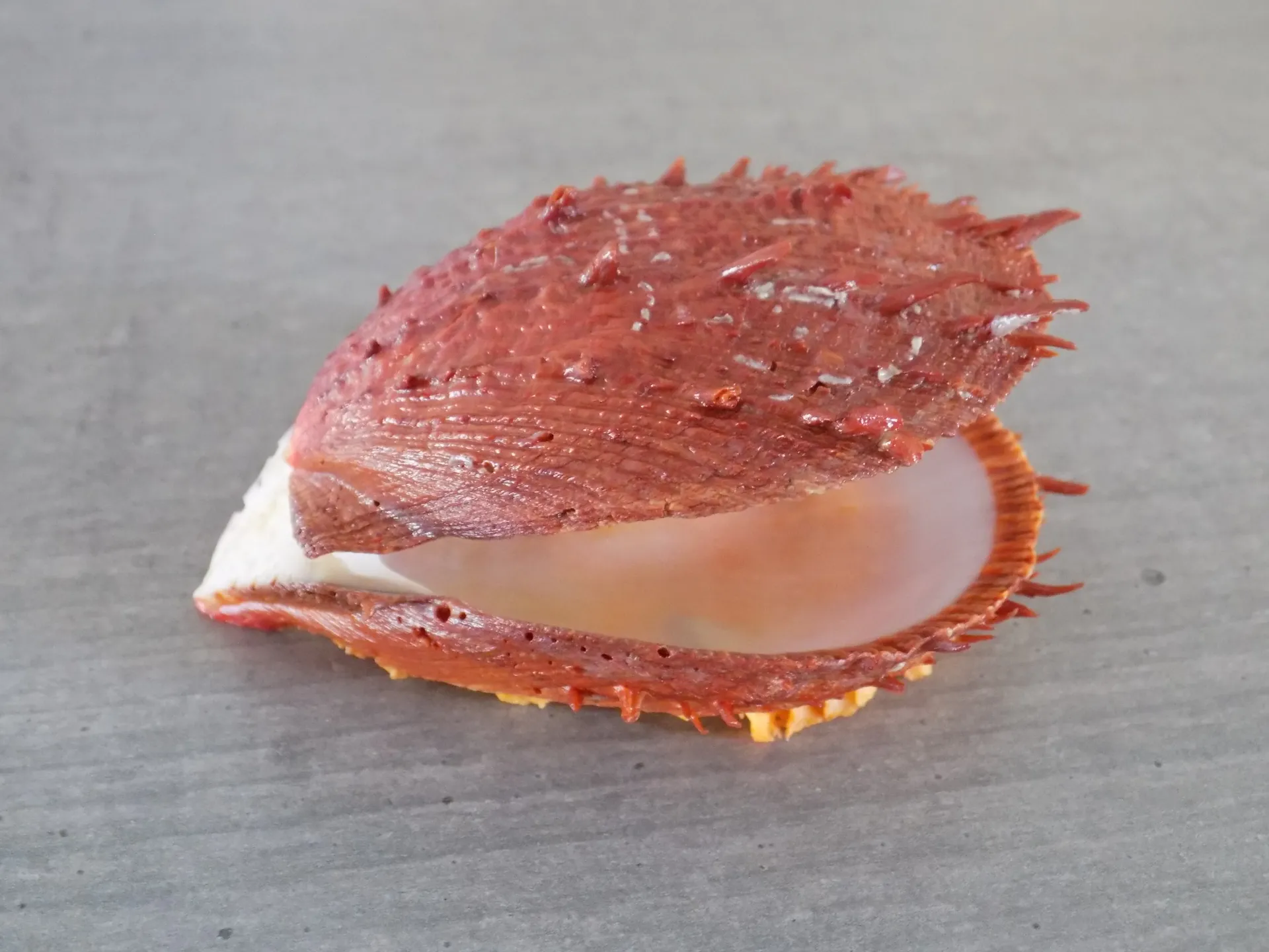 SPONDYLIDAE SPONDYLUS AMERICANUS
