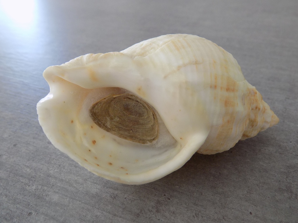 BUCCINIDAE BUCCINUM UNDATUM XL