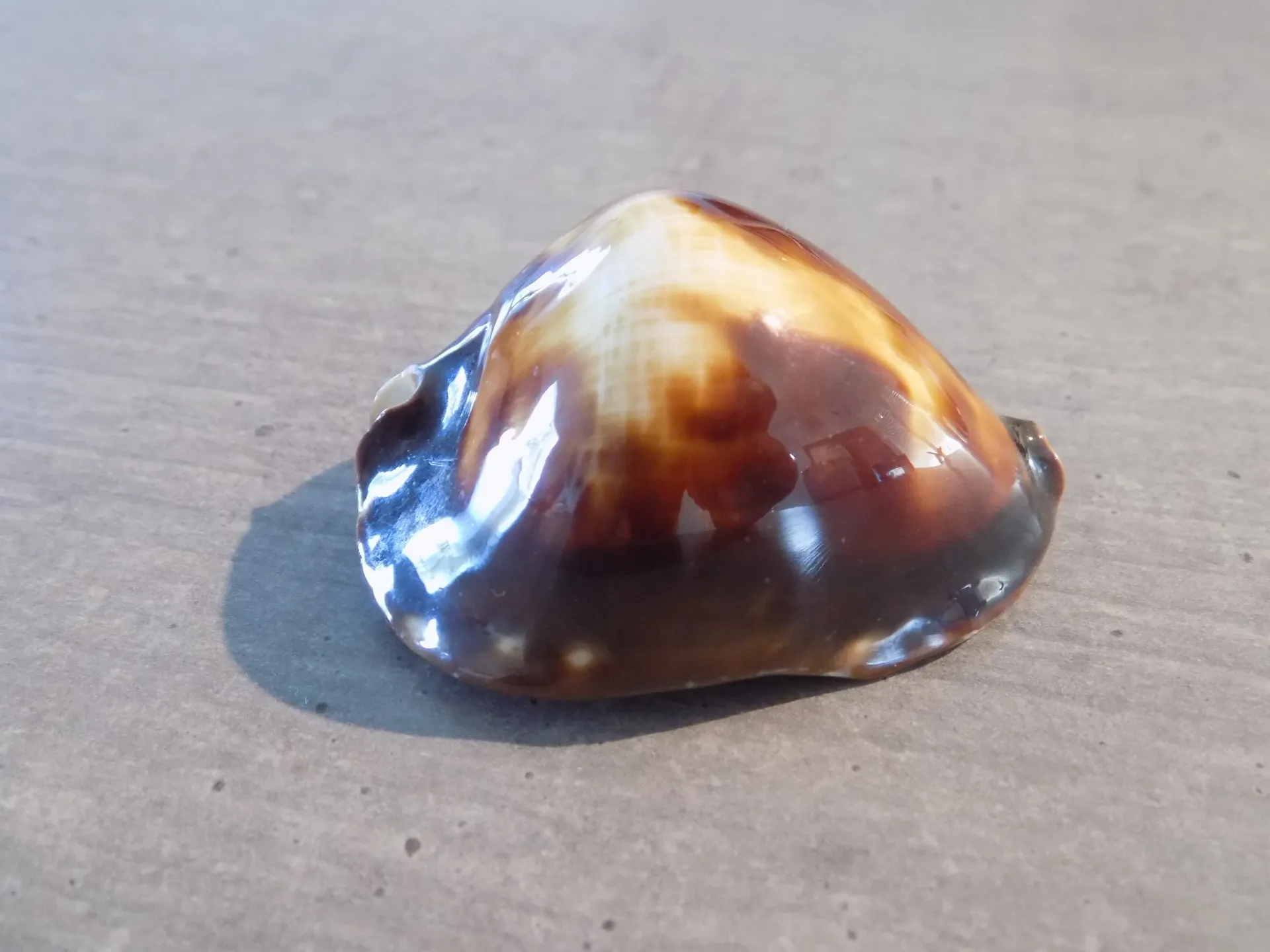 CYPRAEA ZOILA ROSSELLI LATISTOMA