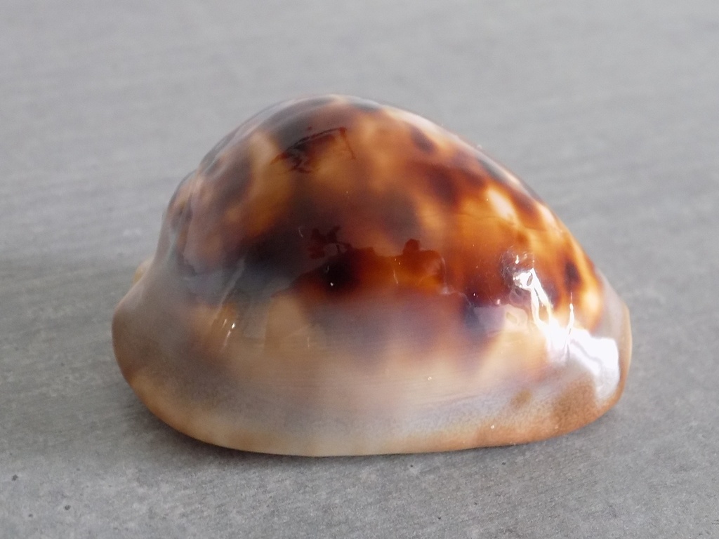 CYPRAEA ZOILA VENUSTA SORRENETENSIS