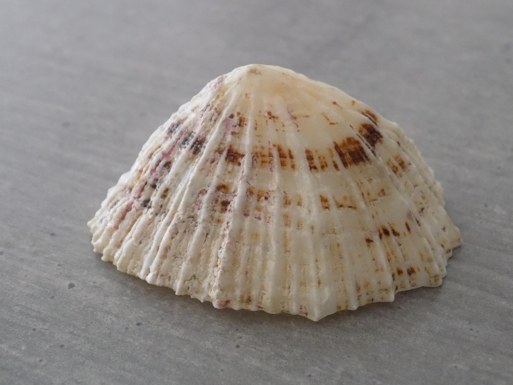 PATELLIDAE PATELLA  XL