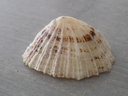 PATELLIDAE PATELLA  XL