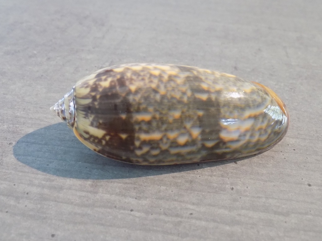 OLIVIDAE O.MINIACEA f. Flammeacolor XL