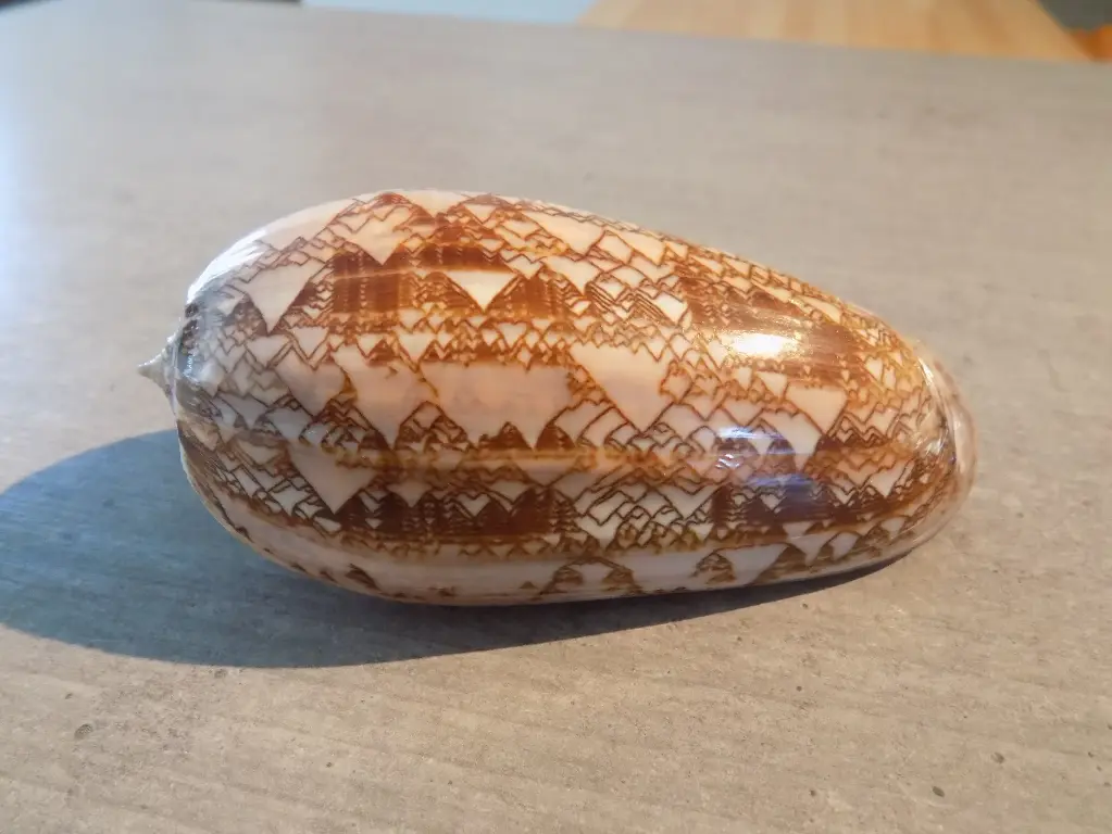 OLIVIDAE OLIVA PORPHYRIA XXL