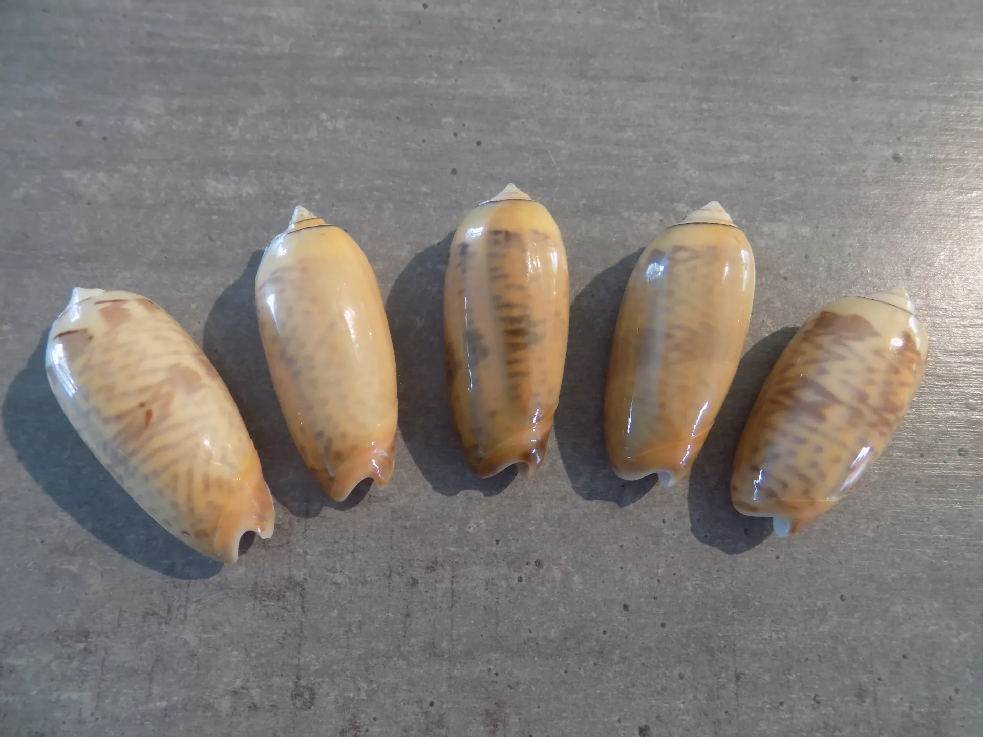 OLIVIDAE MINIACEOLIVA HIRASEI