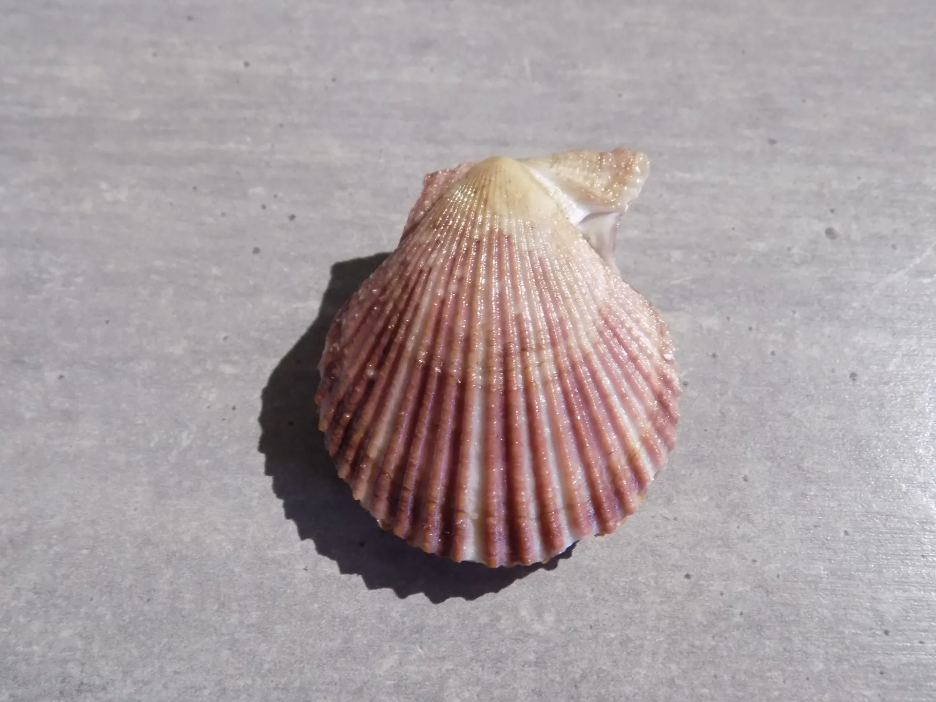 PECTINIDAE CHLAMPS VARIA Espagne