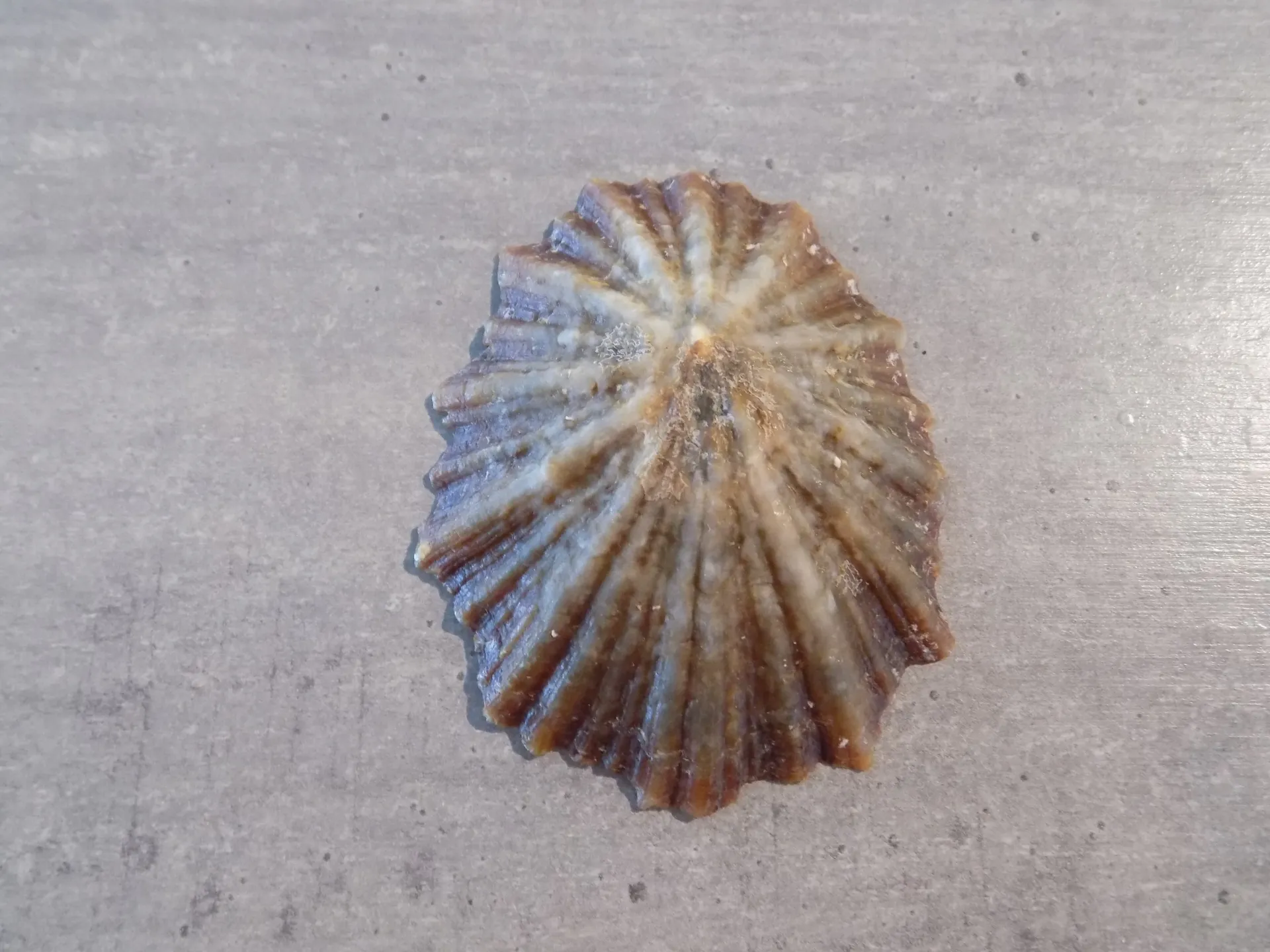 PATELLIDAE CYMBULA OCCULUS