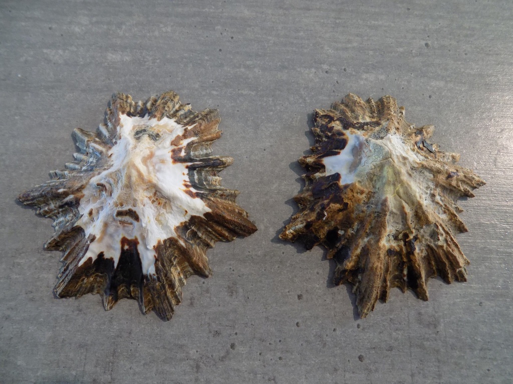 PATELLIDAE SCUTELLASTRA LONGICOSTA XL