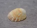 PATELLIDAE HELCION DUNKERI