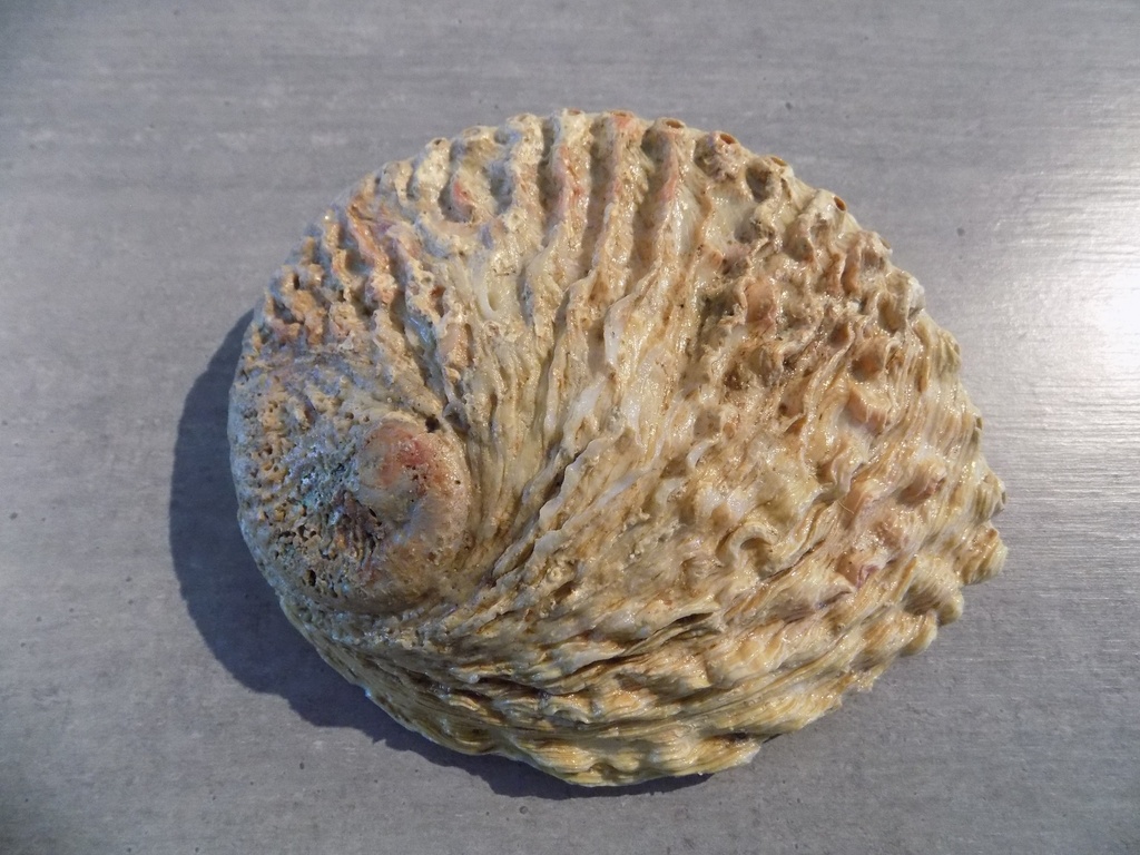 HALIOTIDAE HALIOTIS MIDAE XL brut